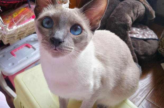 The Complex Characteristics of Siamese Cats