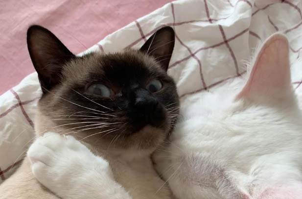 The Amusing and Unique Siamese Cat