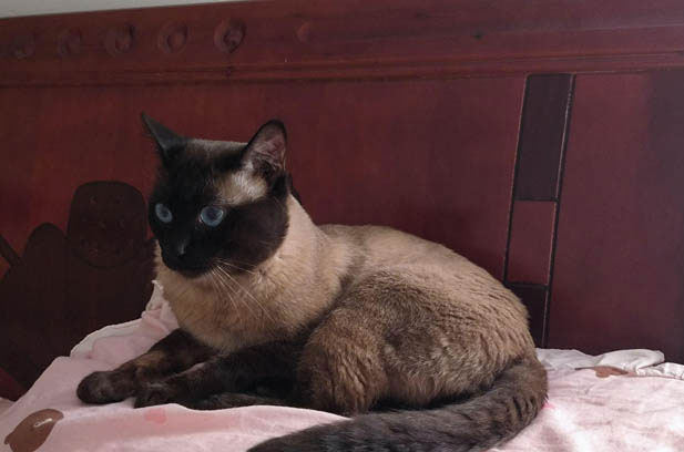 The Temperamental Siamese Cat