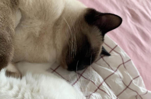 The Dog – like Siamese Cat and Its Heartbreaking Ending