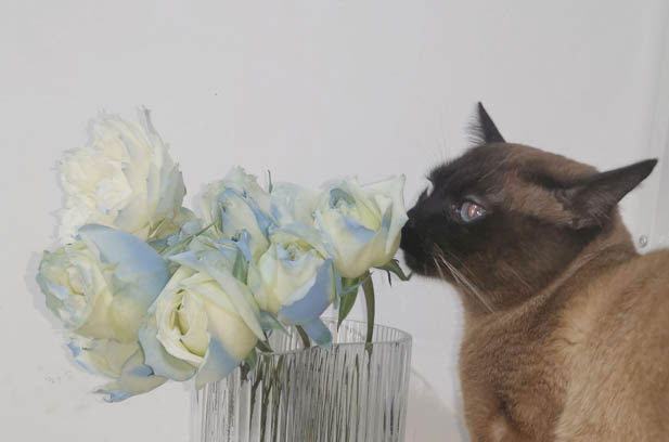 The Ultra – Noisy Siamese Cat: A Symphony of Meows