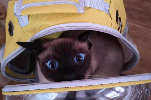 The Clingy Siamese Cat and Our “Love Triangle”