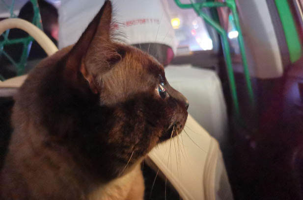 The Unique and Challenging Siamese Cat