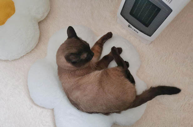 The Talkative, Playful and Jealous Siamese Kitten