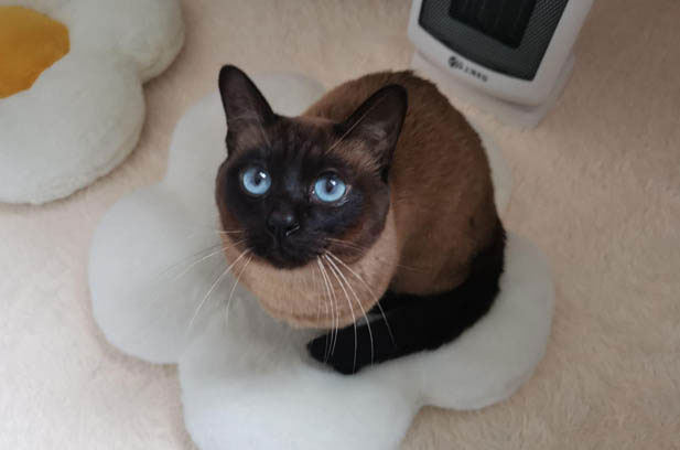 The Growing Siamese Cat Family: Tales of Intelligence, Playfulness, and Transformation