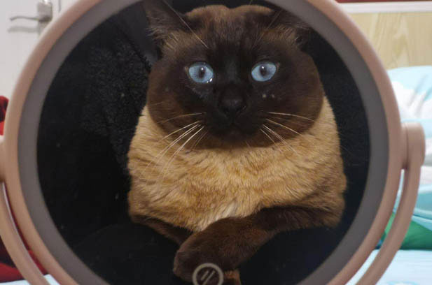 The Unique Siamese Cat: A Blend of Quirks and Charms