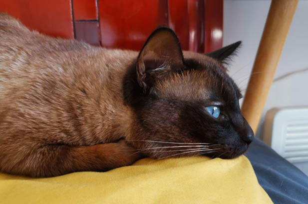 The Unique and Amusing Siamese Cat: A Bundle of Quirks