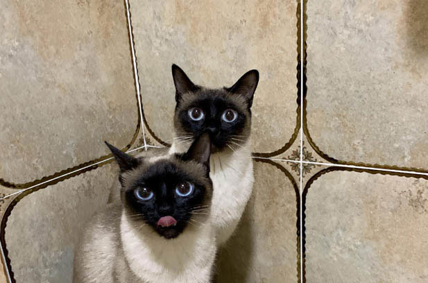 Beware! The “Menace” of Siamese Cats