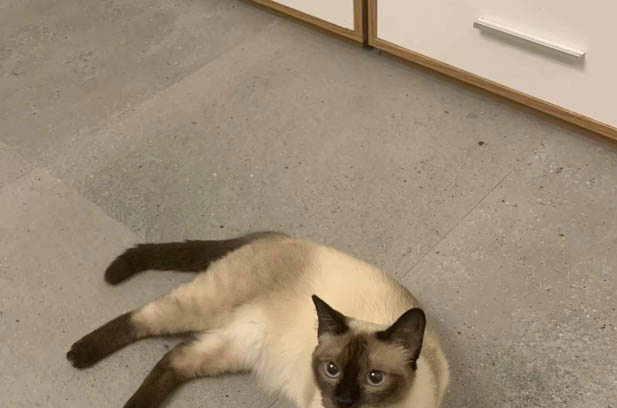 Quanneng: The “Husky” in Cat’s Clothing