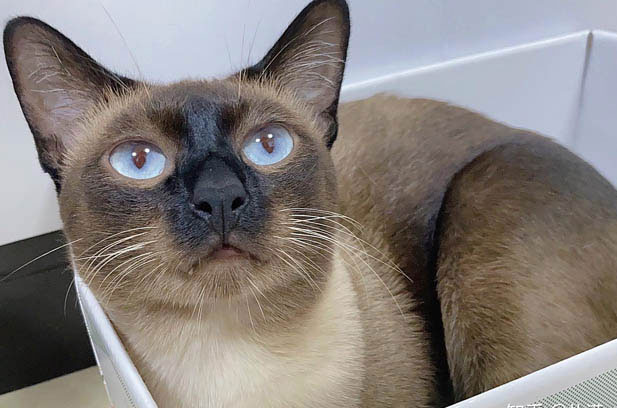 The Adorable Quirks of Quanneng: Weight, Fur, and More