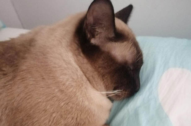 Zizai: The Incredibly Clingy Furry Companion