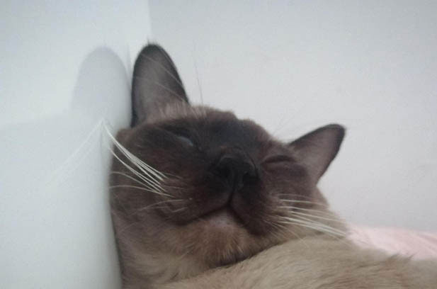 Meiqiu: The Endearingly Clingy Siamese Cat