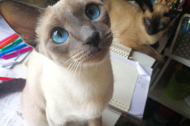 Chuochuo: The Incredibly Clingy Siamese with a Heartwarming Story