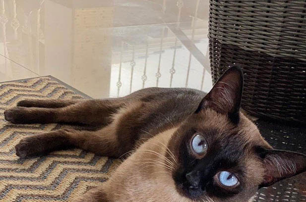 The Exceptional Siamese Cats: More Than Just Pets