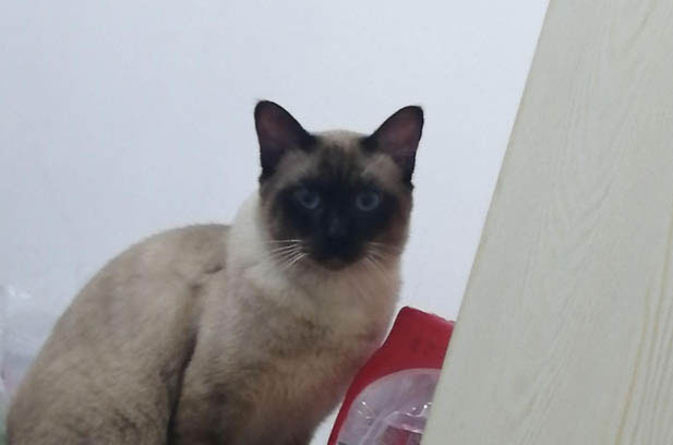 The Free – Spirited Siamese: A Neighborhood Legend