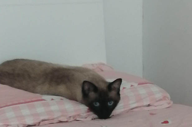 The Famous Siamese Cat’s Weight – Loss Walks