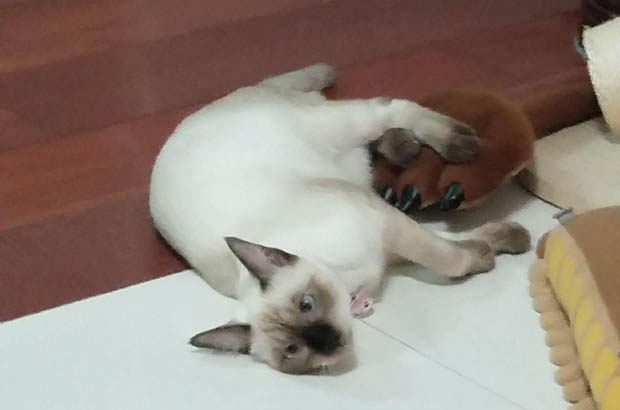 The Alluring Traits of Siamese Cats: More Than Just Felines