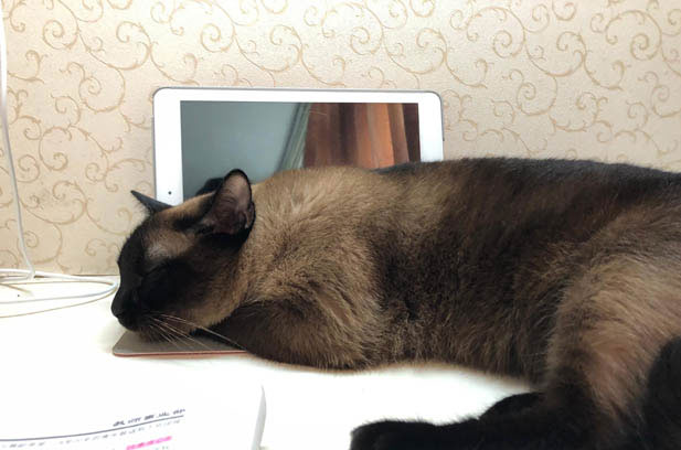 The Lively and Charming Siamese: A Bundle of Energy and Affection