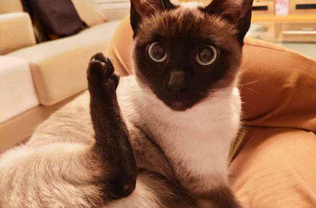 The Unconventional Siamese: A Pair of Furry Paradoxes