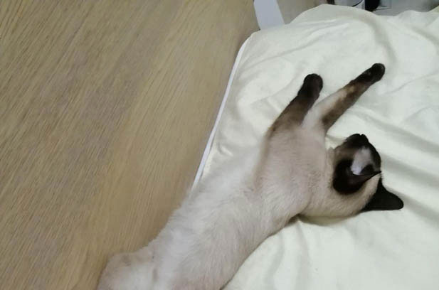 The Colorful Lives of Siamese Cats Jiaxin and Meimei