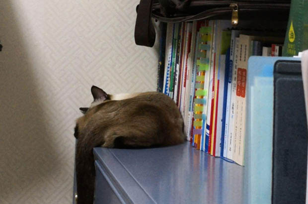 The Loyal and Clingy Siamese: Devoted Companions at Heart