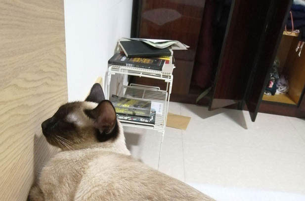 Navigating the Pandemic: A Journey of Bringing Douli Home to China