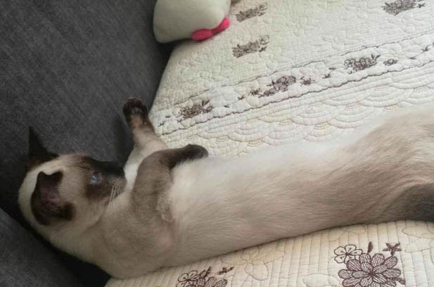 Li Mantou: The Adorably Clingy Siamese Cat and Our Unbreakable Bond
