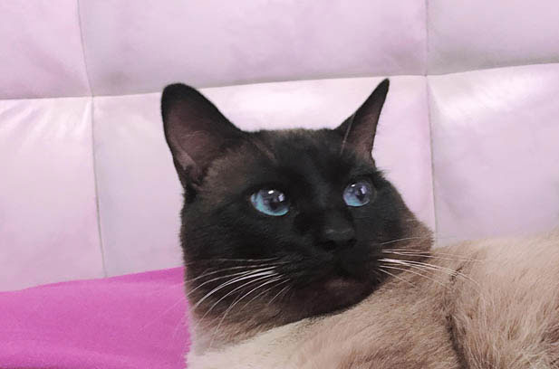 The Extraordinary Non – Aloof Cat: A Bundle of Surprises