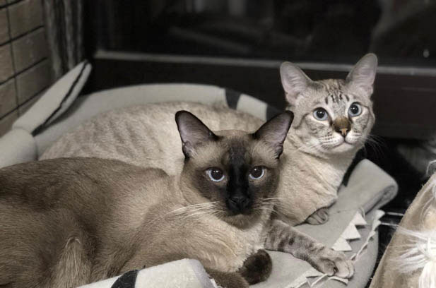 Echo: The Hilariously Mischievous and Wickedly Smart Cat