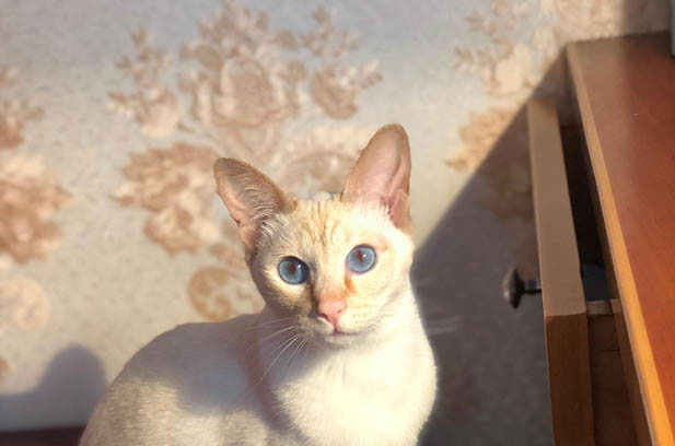 The Dual – Natured Charm of My Tiger – Striped Siamese Cat