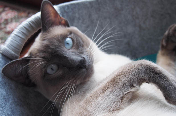 The Exceptional Siamese: A Feline Gem Among Companions