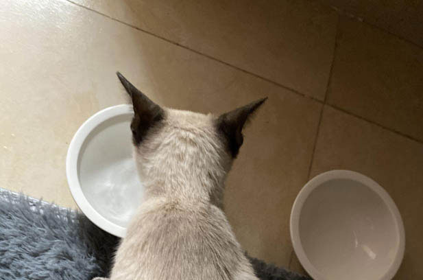 The Astonishing Retrieving Talent of a Three – Month – Old Siamese Kitten