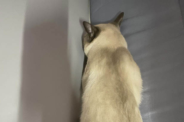 The One – of – a – Kind Siamese: A Furry Misfit Among Felines