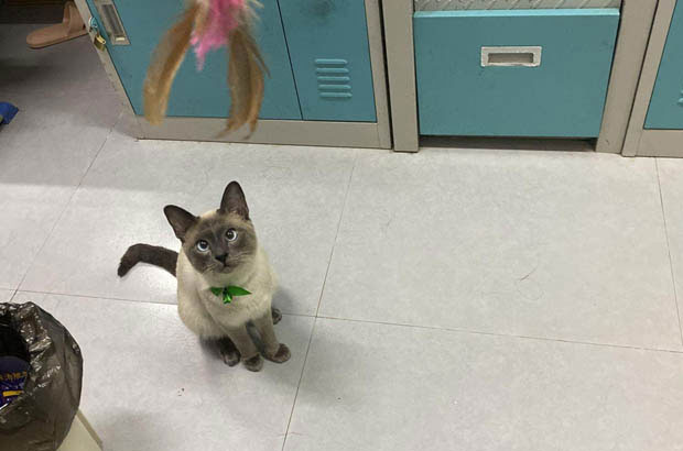 Xiaoxian: The Mischievous Siamese Cat Who Turns Home into a Playground
