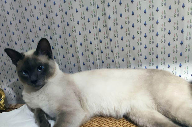 The Dynamic Duo: My Two Siamese Cats