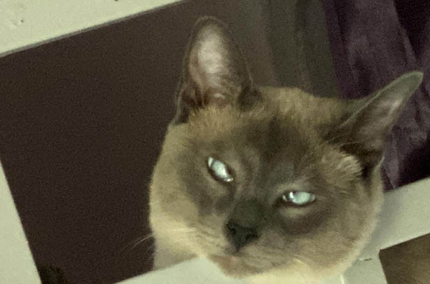 Shouge: The Feline with a Canine Soul