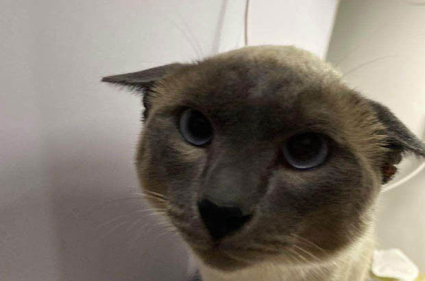 Shouge: The Irresistible and Enigmatic Feline