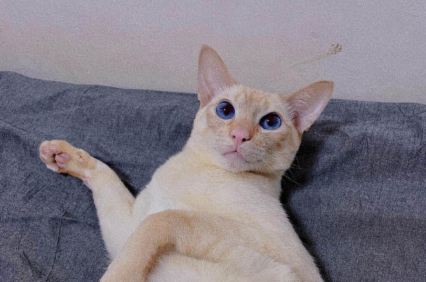 Fugui: The Fearless and Clingy Feline Tornado