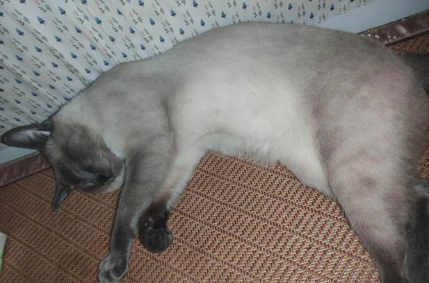 My One – of – a – Kind Feline: A Blend of Love and Quirkiness​