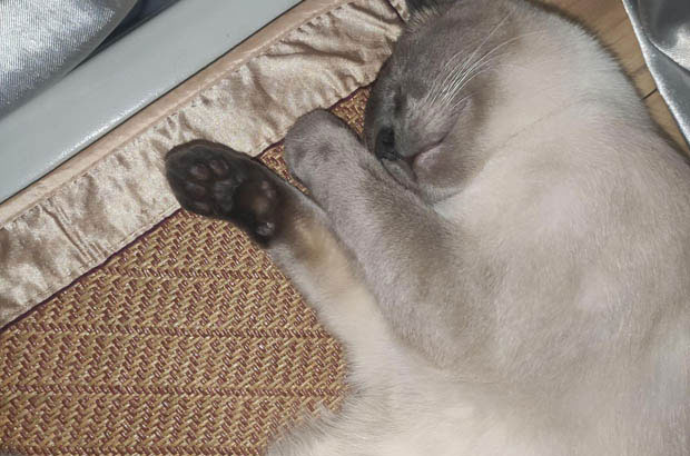 Baibai: The Charming Siamese Cat