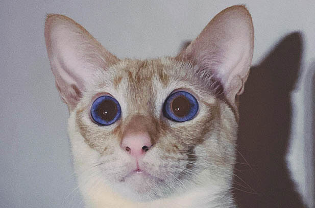 The Extraordinary Siamese: A Furry Guardian with a Big Heart