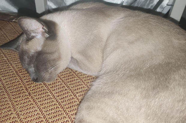 The Unparalleled Siamese: A Feline Force to Be Reckoned With