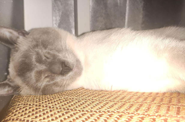 Sikong: The Charming Red – Point Siamese with a Playful Soul