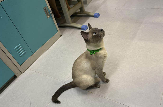 Xiaoyi: The Bold and Charming Siamese Cat’s Journey
