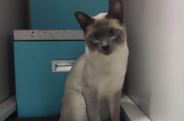 The Naughty and Adorable Siamese: A Bundle of Surprises