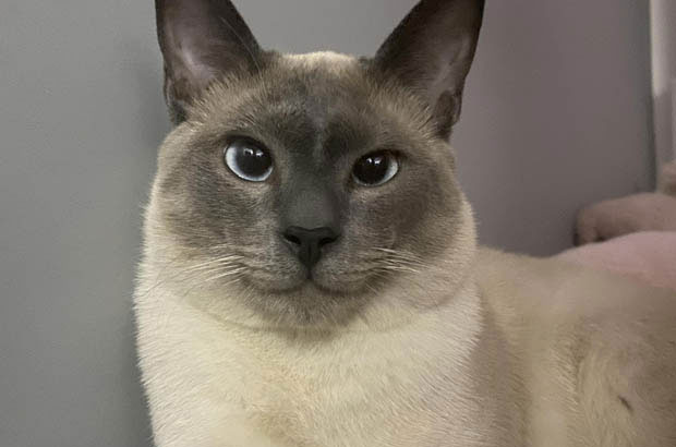 The Silly and Hyperactive Siamese: A Whirlwind of Chaos and Love