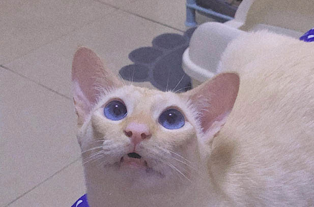 The Enigmatic Wanderer: A Cat Unlike Any Other
