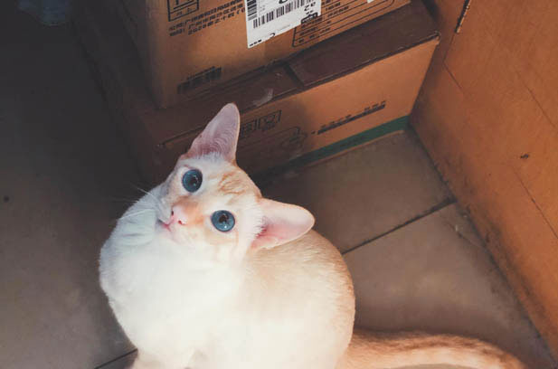 The Naughty Newcomer: A Week with My Mischievous Siamese Cat