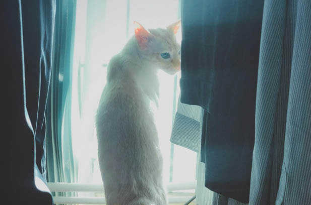 Tutu: The Siamese Cat with a Dog – like Charm