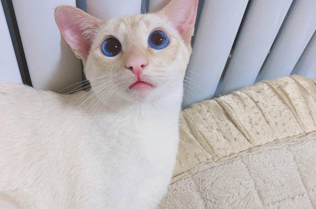 The Unusual Siamese: A Furry Enigma Blending Cat and Dog Traits